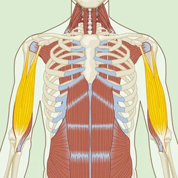 Biceps Brachii