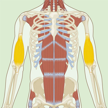 Brachialis