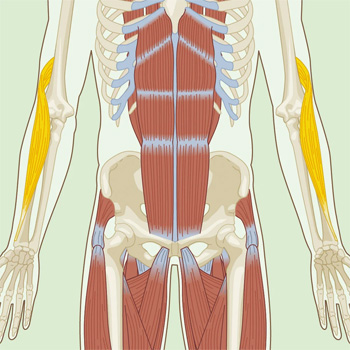 brachioradialis